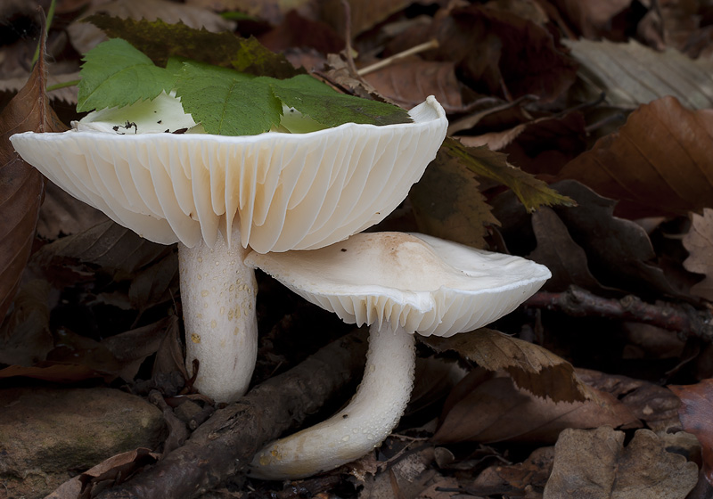 Hygrophorus discoxanthus